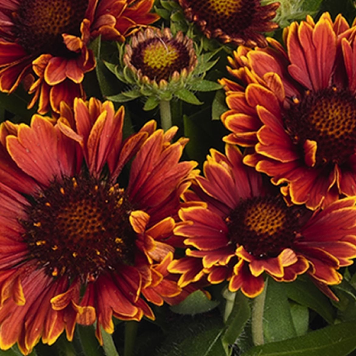 Picture of Gaillardia 'Spintop Yellow Touch'