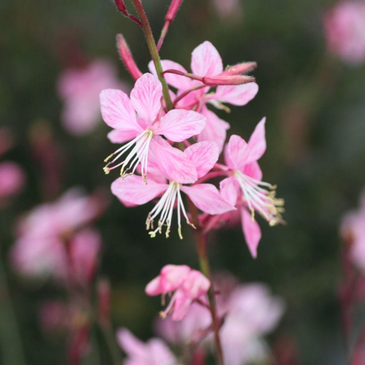 Picture of Gaura lin. Pink Fountain™