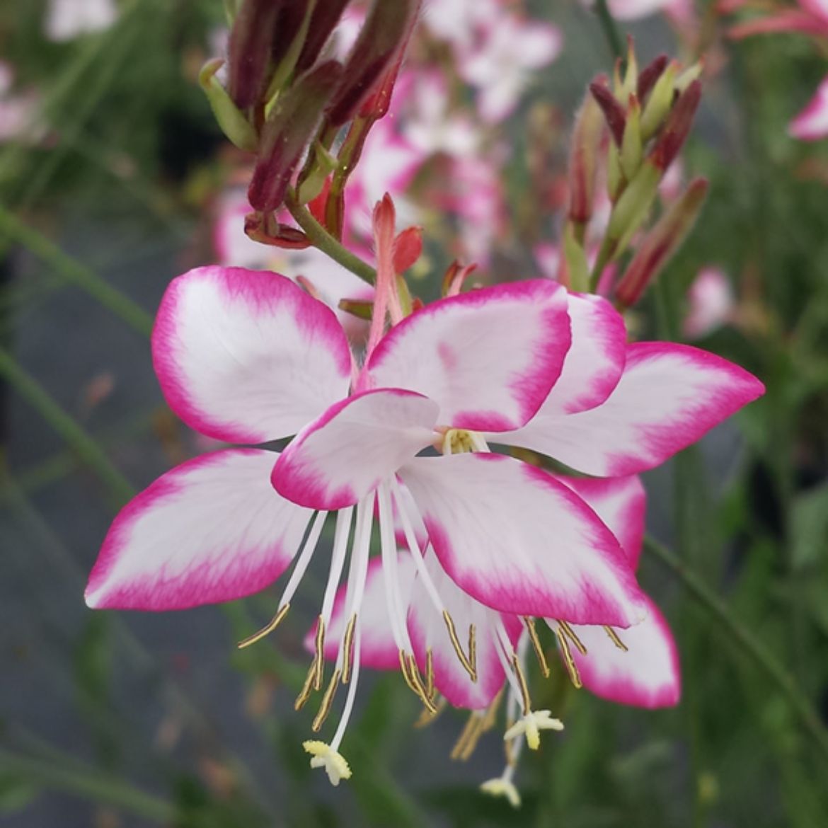 Picture of Gaura lin. 'Rosyjane'