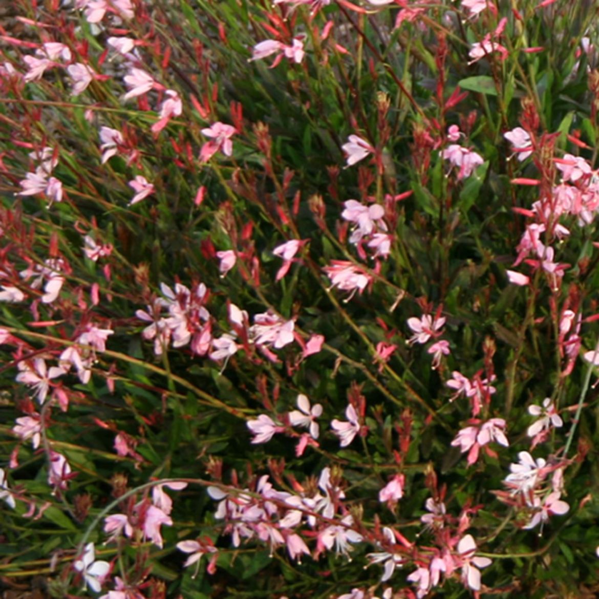 Picture of Gaura lin. 'Siskiyou Pink'