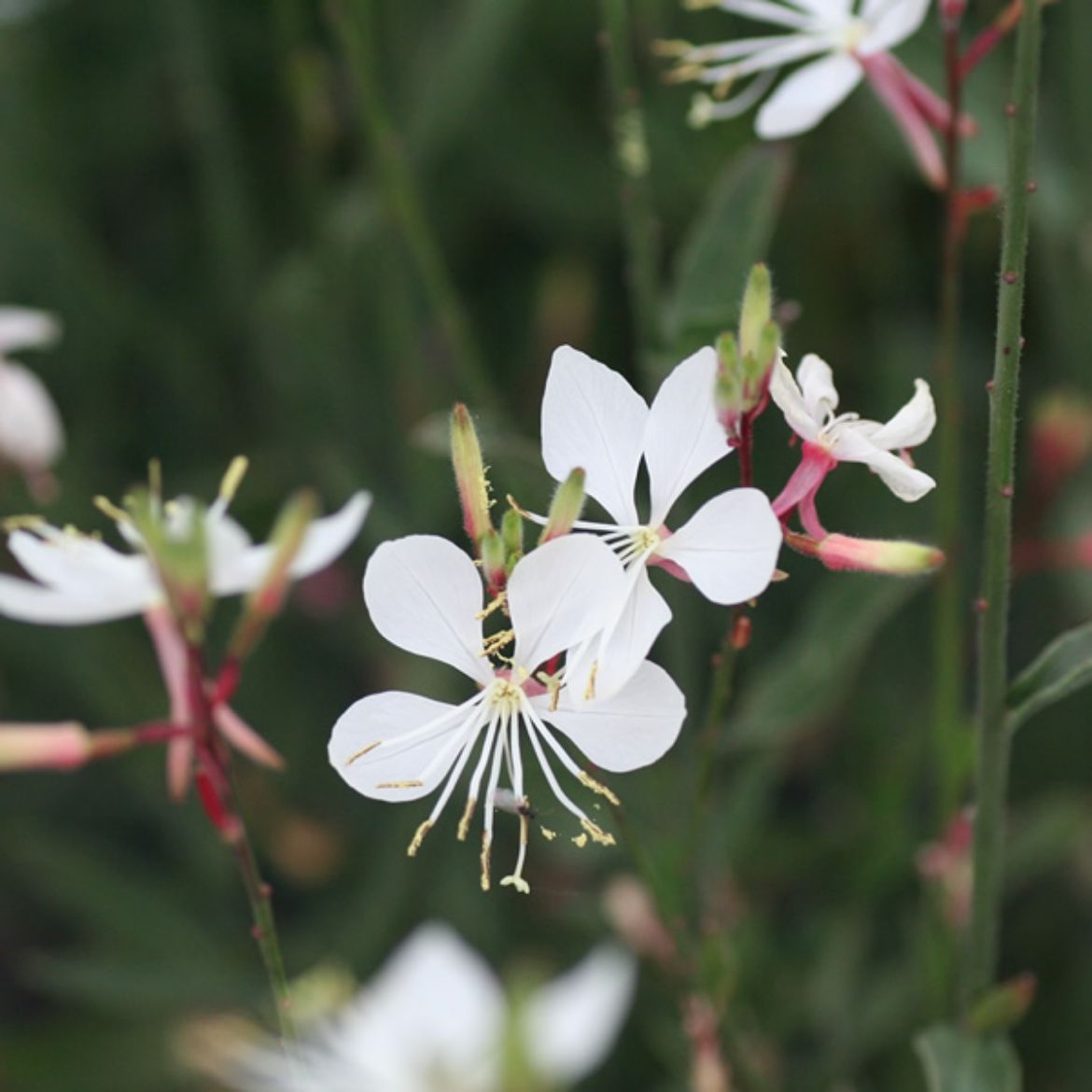 Picture of Gaura lin. 'Whirling Butterflies'