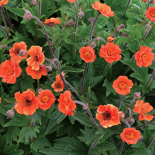 Overdevest Nurseries, LP-Geum Rustico™ Orange