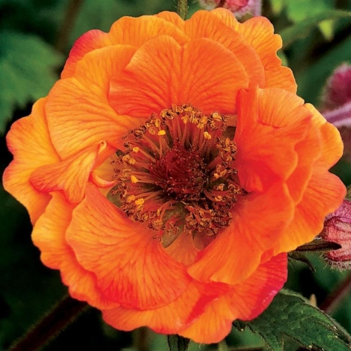 Overdevest Nurseries, LP-Geum Tempo™ Orange