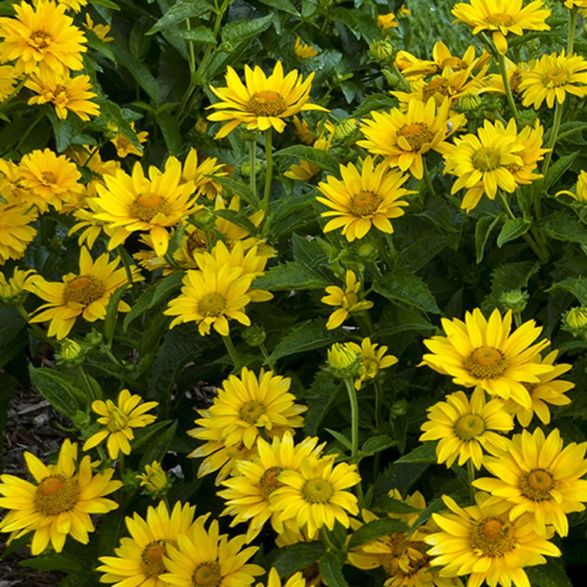 Picture of Heliopsis hel. Tuscan Gold™