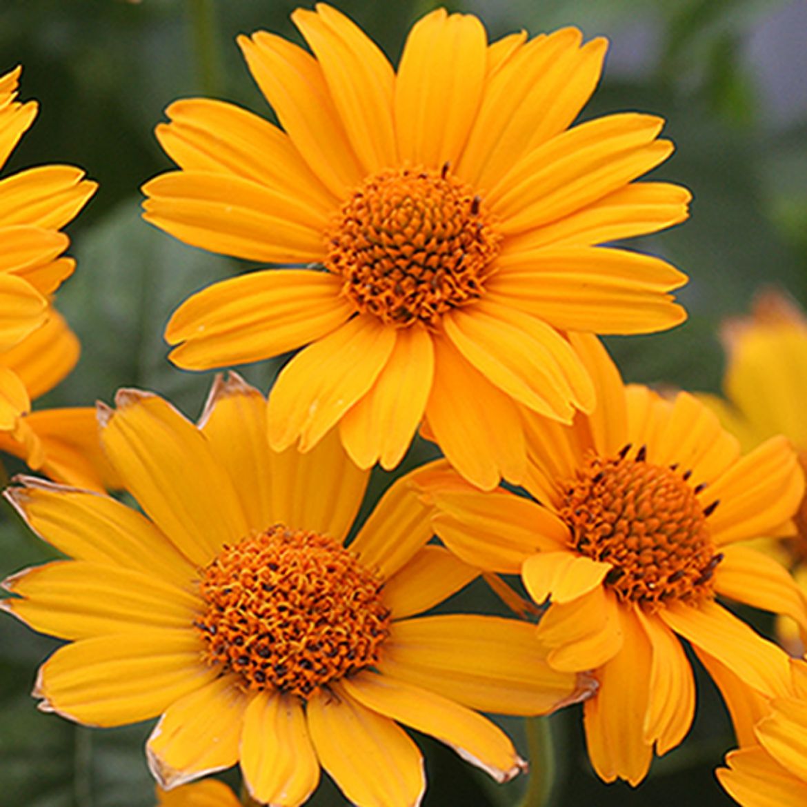 Picture of Heliopsis hel. 'Tuscan Sun'