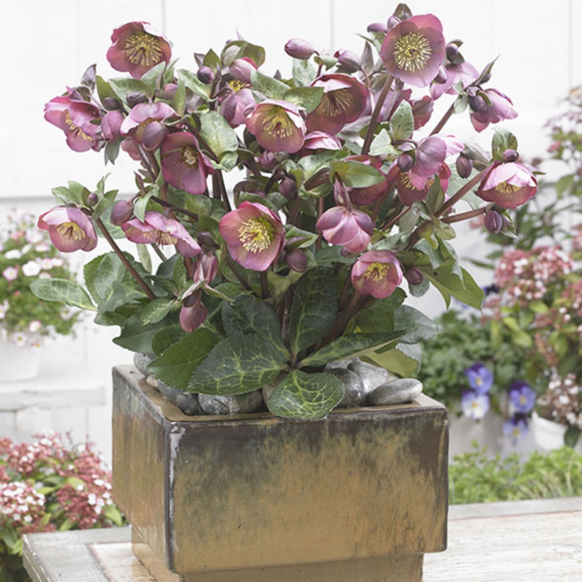 Picture of Helleborus Frostkiss® Penny's Pink