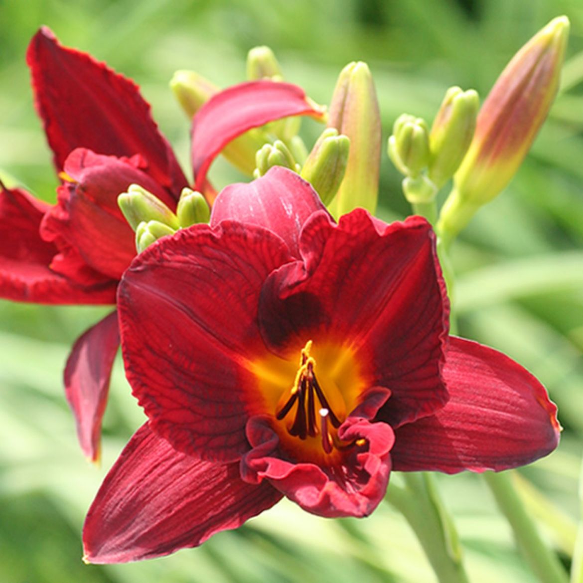 Picture of Hemerocallis Frankly Scarlet™