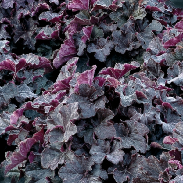 Overdevest Nurseries, LP-Heuchera Grande™ 'Black'