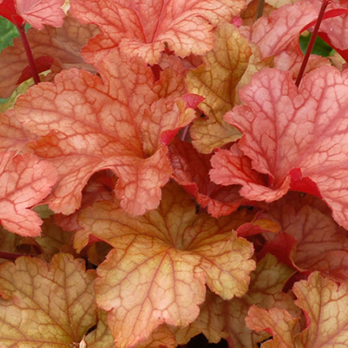 Overdevest Nurseries, LP-Heuchera 'Paprika'