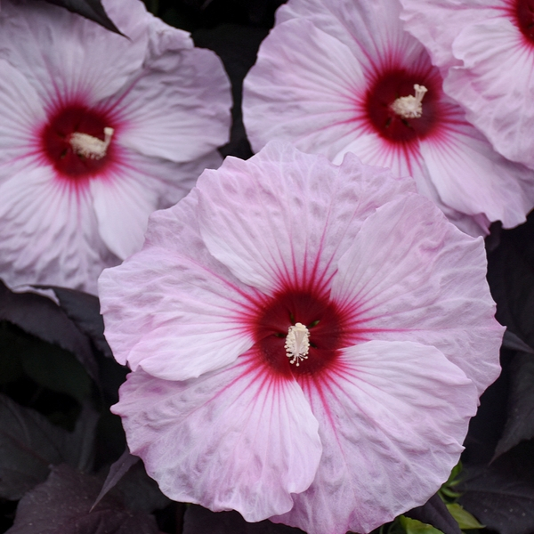 Overdevest Nurseries, LP-Hibiscus 'Dark Mystery'