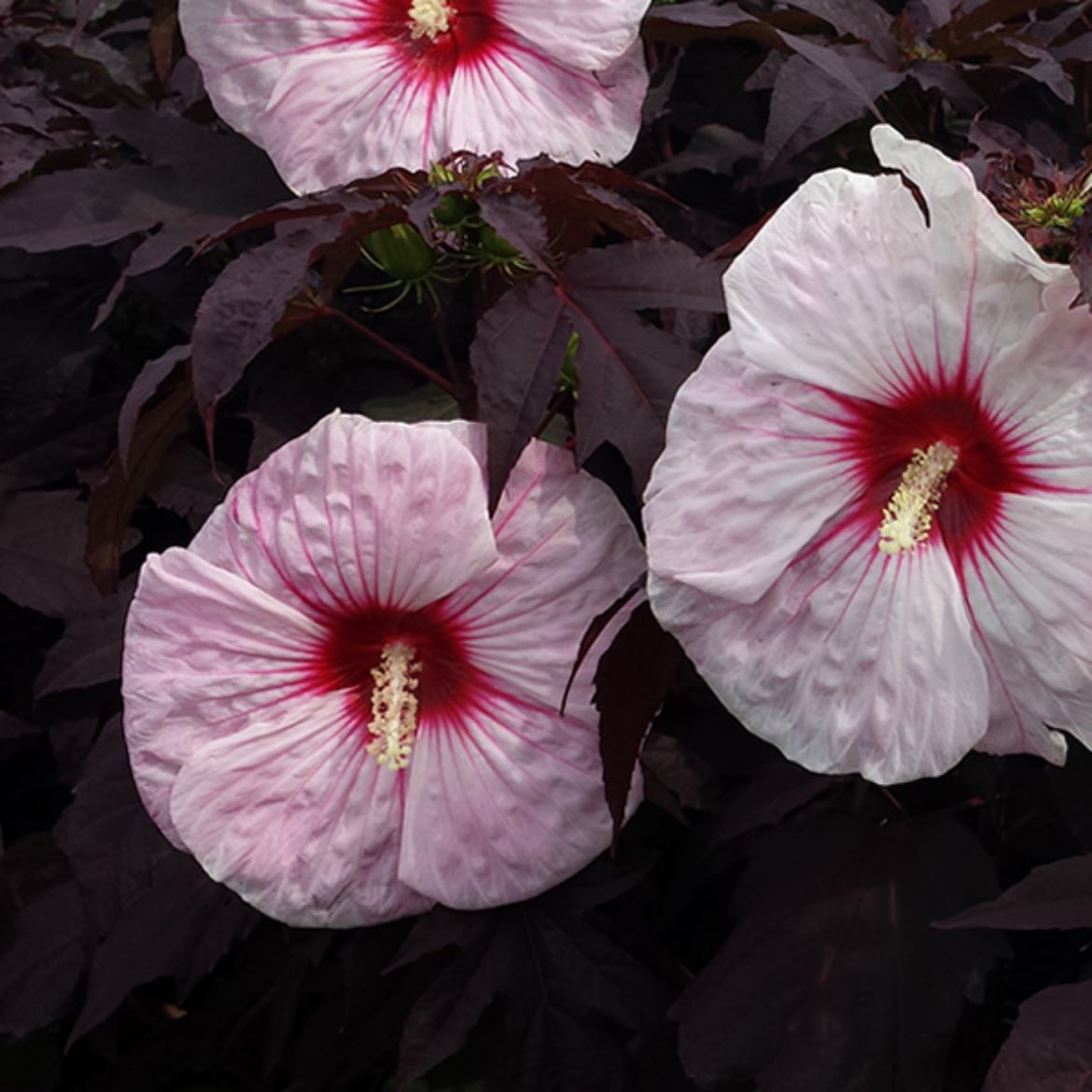 Picture of Hibiscus 'Kopper King'