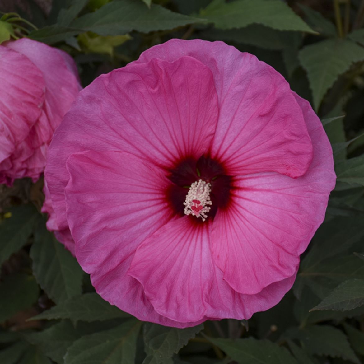 Picture of Hibiscus Summerific® 'Candy Crush'