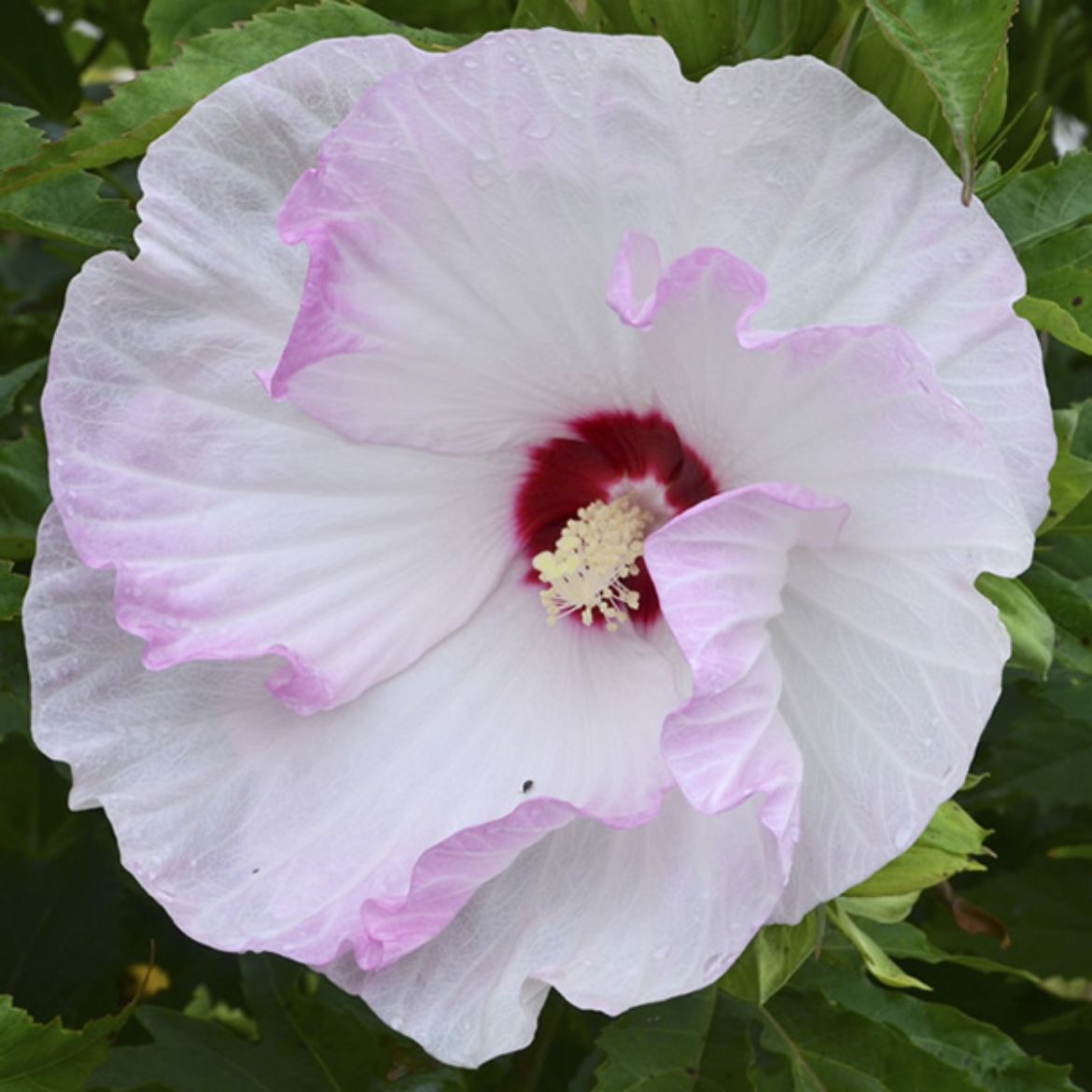 Picture of Hibiscus Summerific® 'Ballet Slippers'