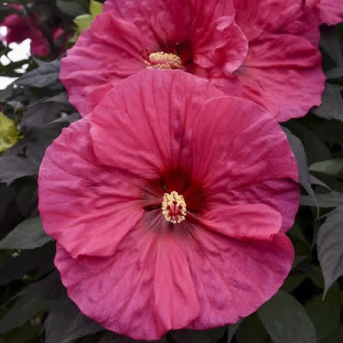 Picture of Hibiscus Summerific® 'Evening Rose'