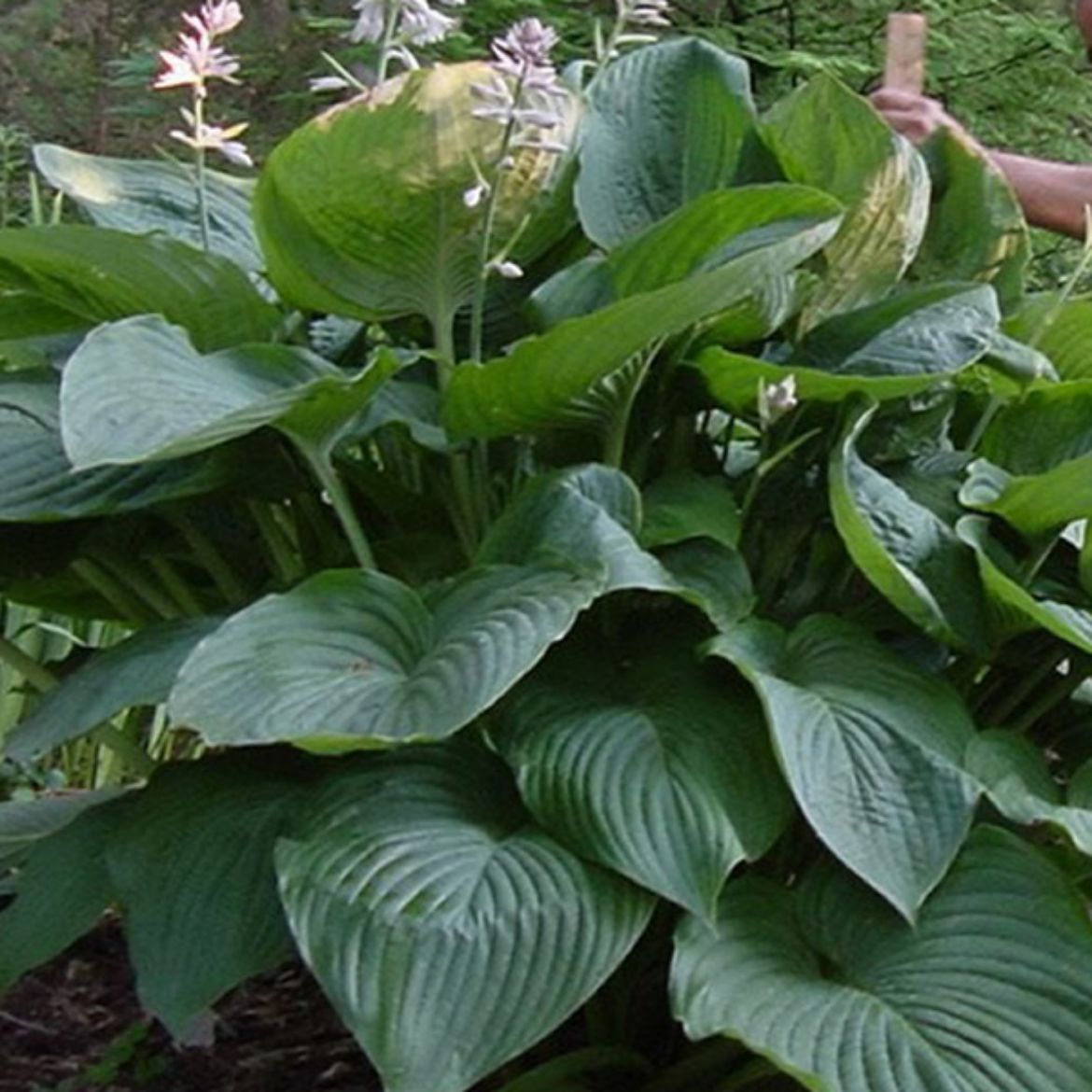 Picture of Hosta Shadowland® 'Empress Wu'
