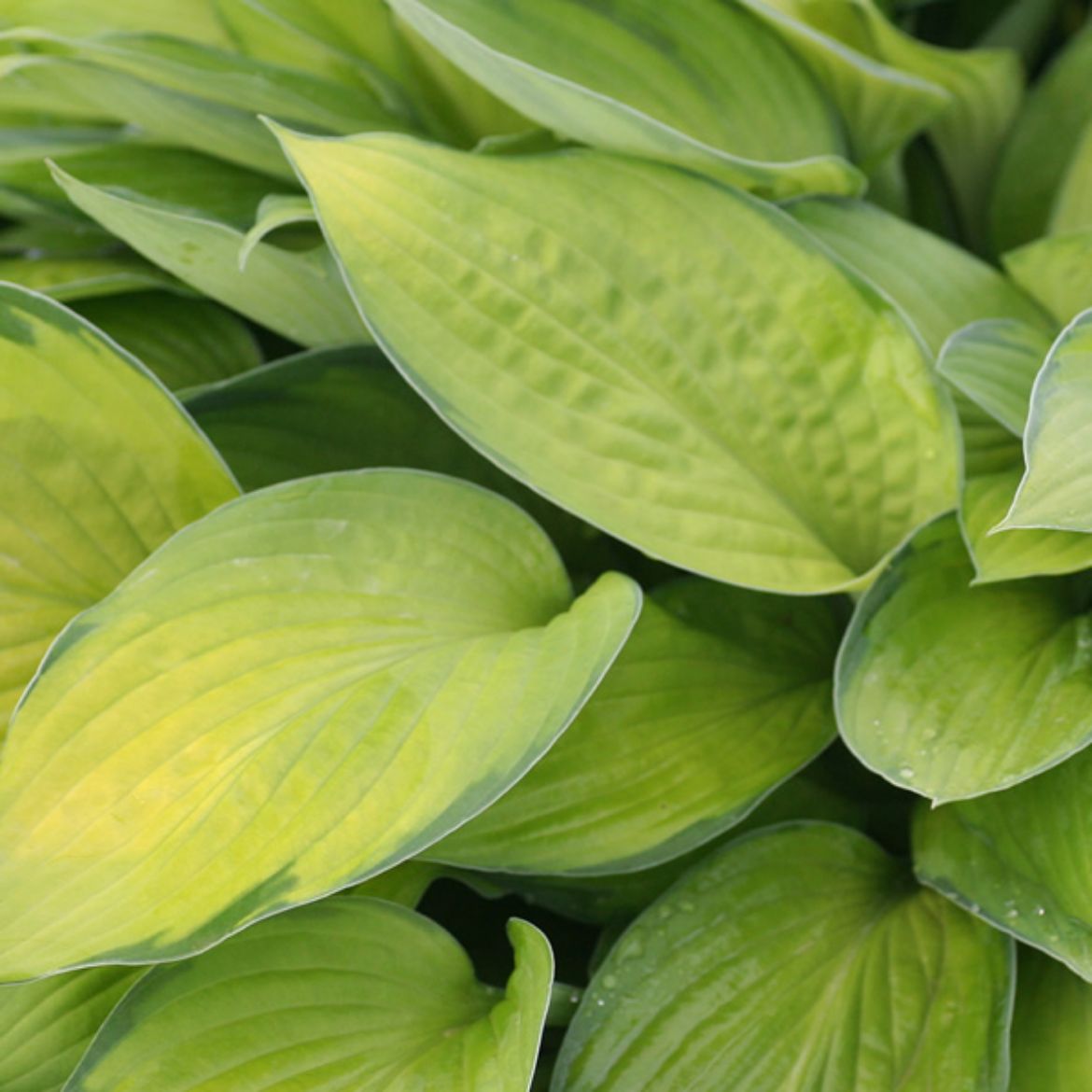 Picture of Hosta 'Gold Standard'