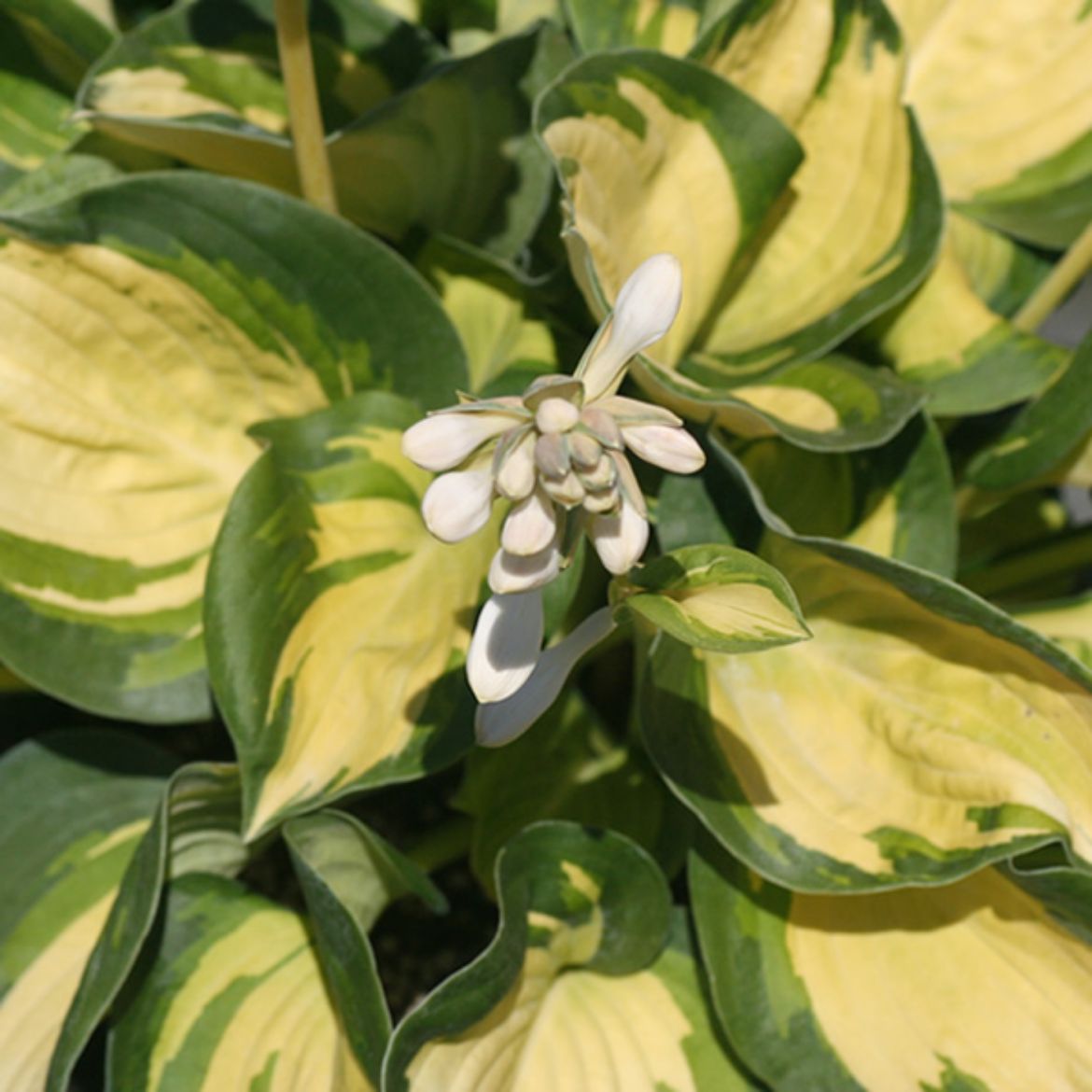 Picture of Hosta sie. 'Great Expectations'