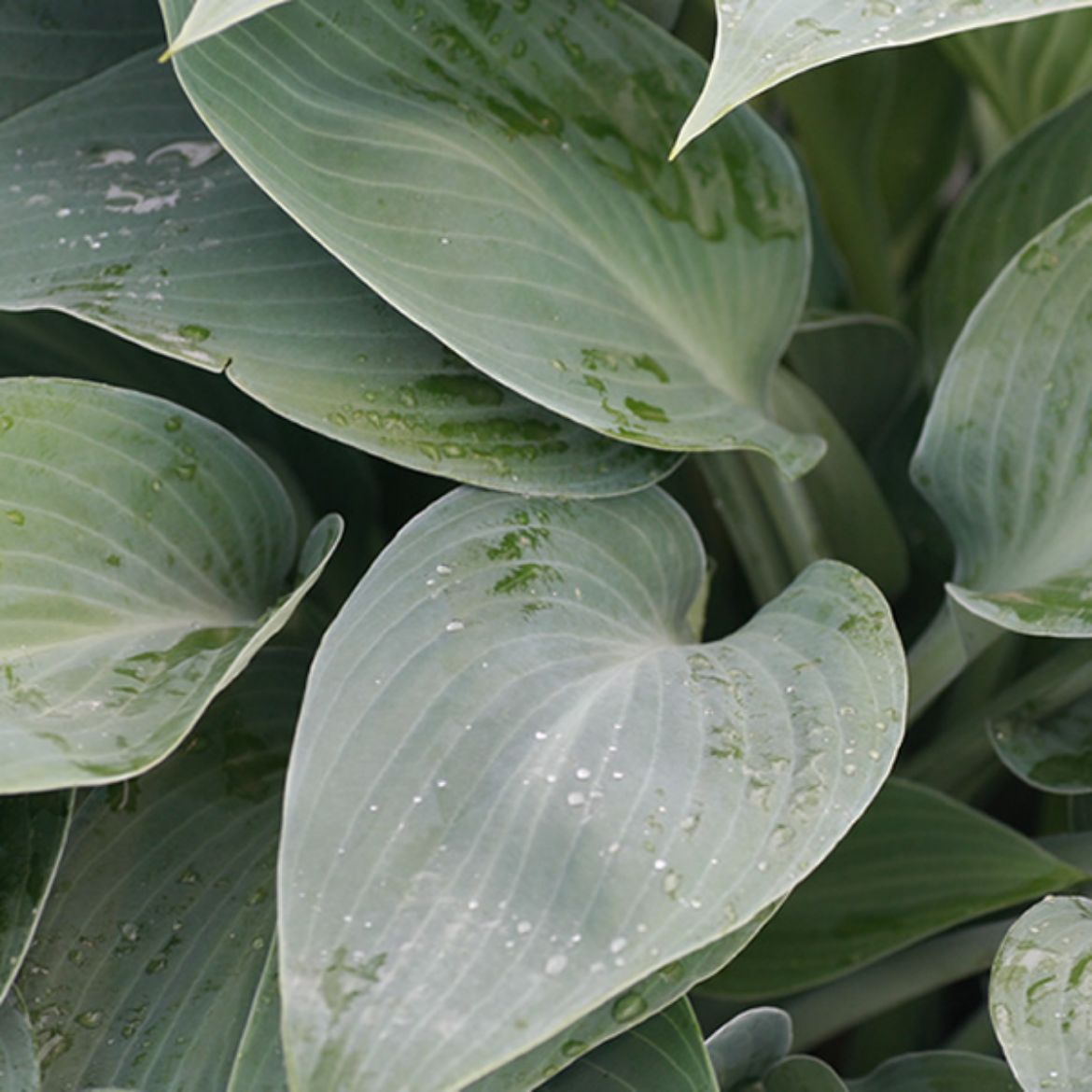 Picture of Hosta 'Halcyon'