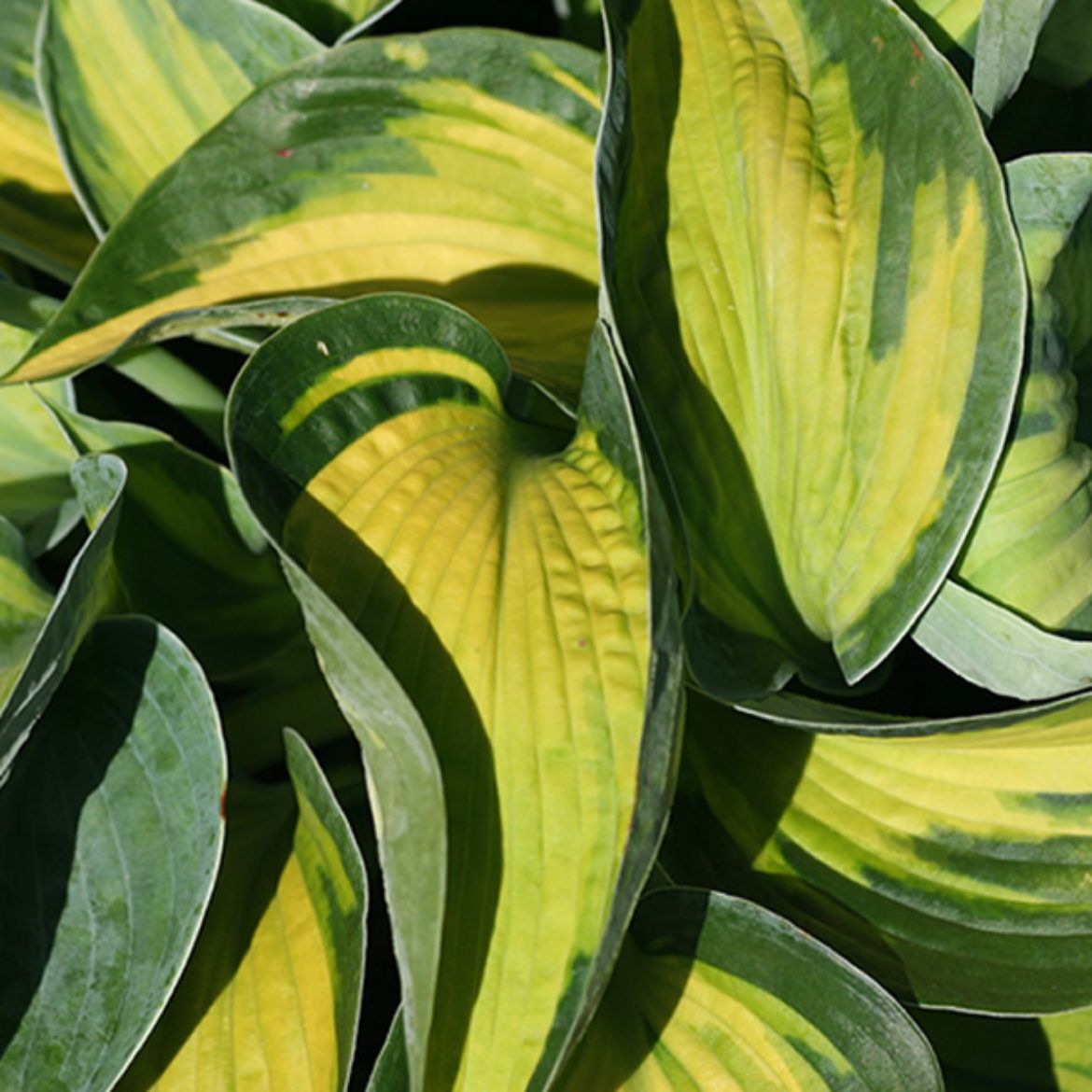 Picture of Hosta 'Heat Wave'