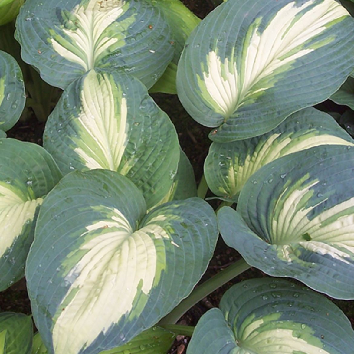 Picture of Hosta Shadowland® 'Hudson Bay'