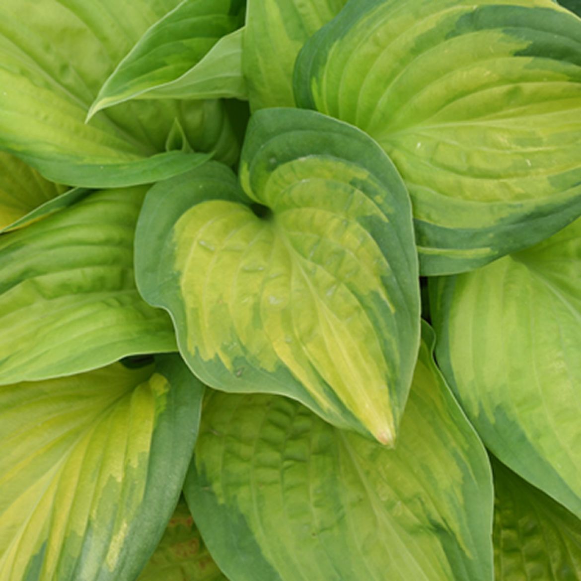 Picture of Hosta 'Stained Glass'