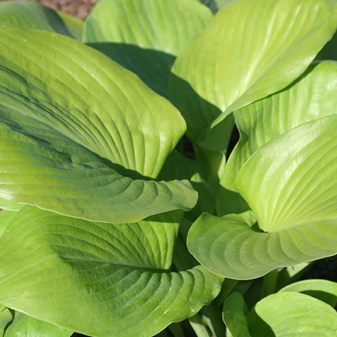 Picture of Hosta 'Sum and Substance'