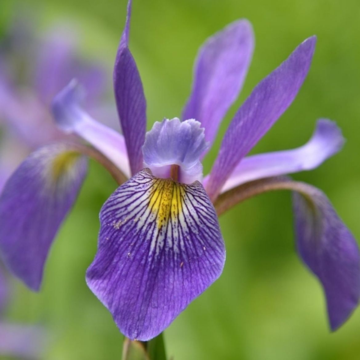 Picture of Iris ver. 'Purple Flame'