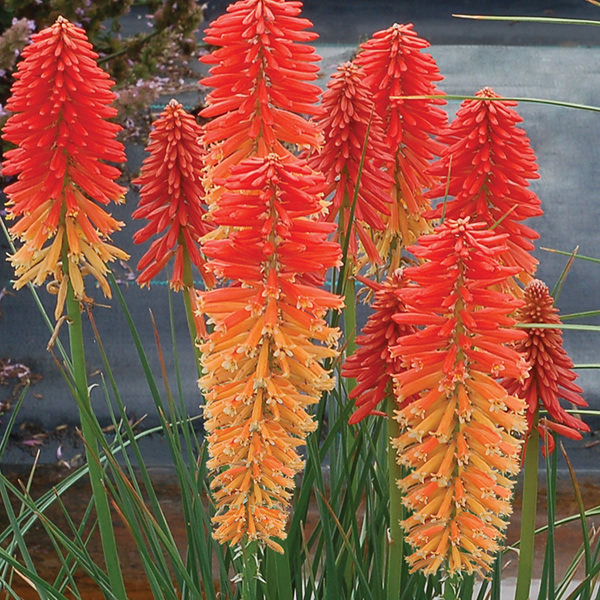 Overdevest Nurseries, LP-Kniphofia 'Poco Sunset'