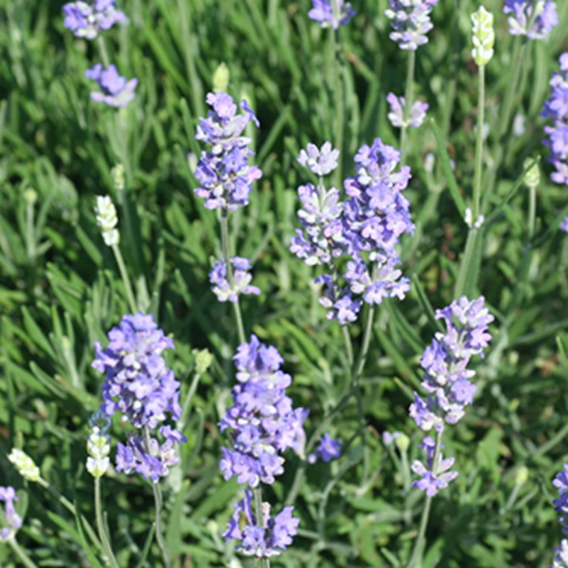 Overdevest Nurseries, LP-Lavandula ang. 'Blue Cushion'