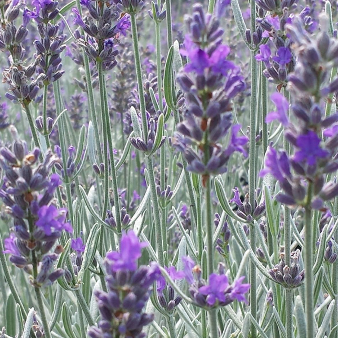 Picture of Lavandula ang. 'Silver Mist'