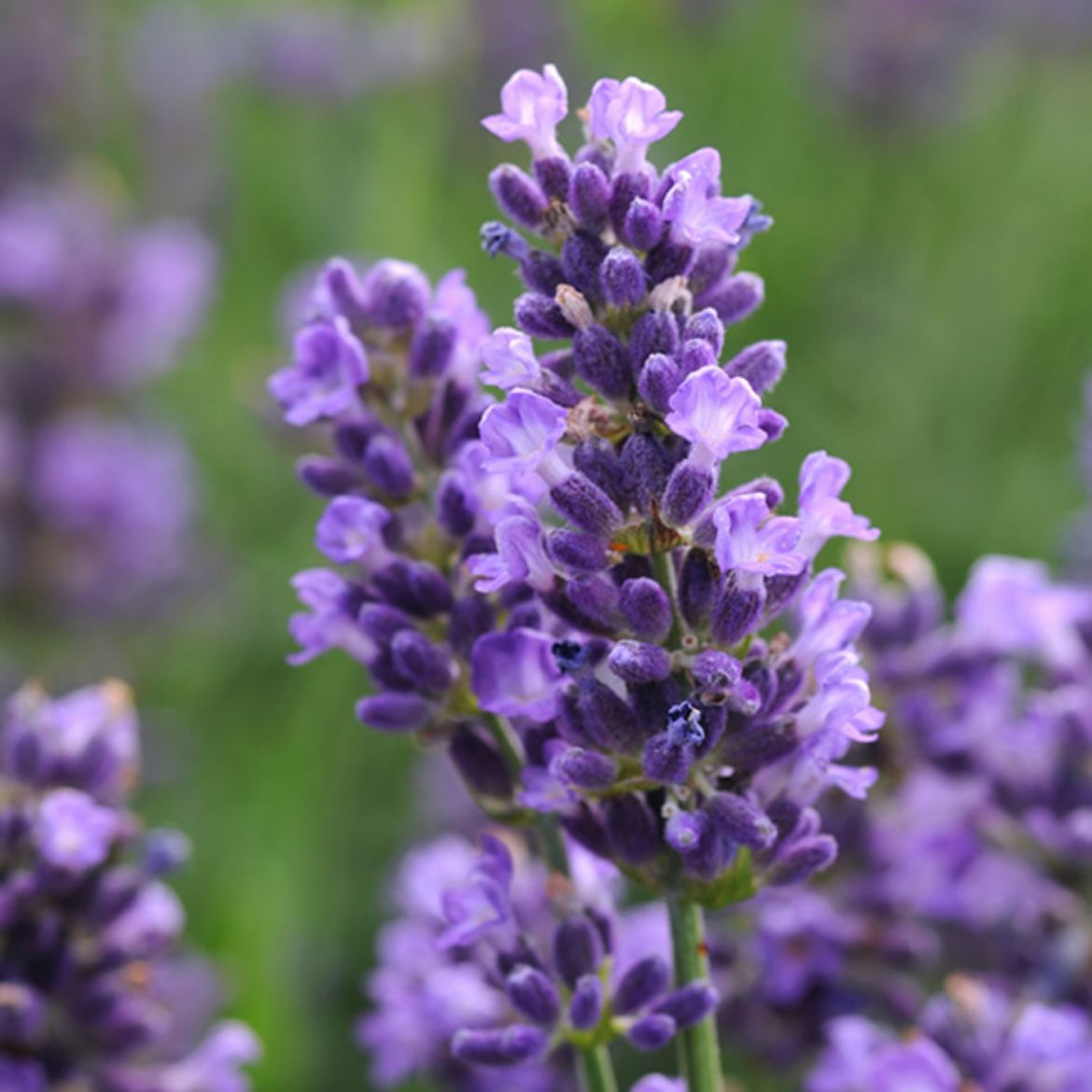 Picture of Lavandula ang. 'SuperBlue'