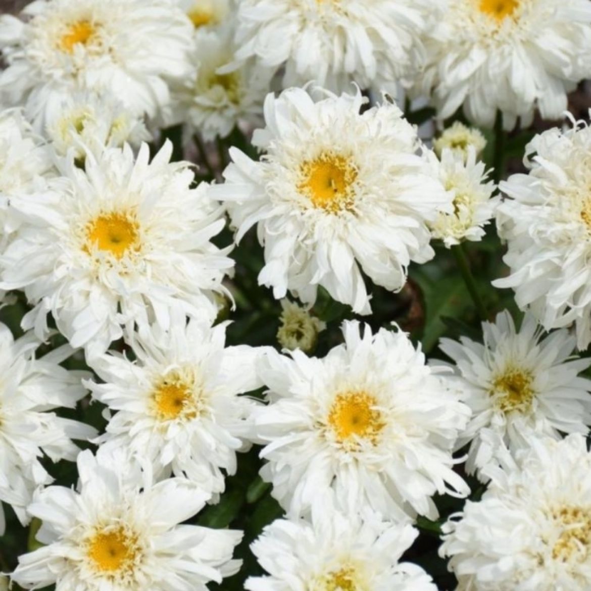 Picture of Leucanthemum x s. 'Marshmallow' (Amazing Daisies®)