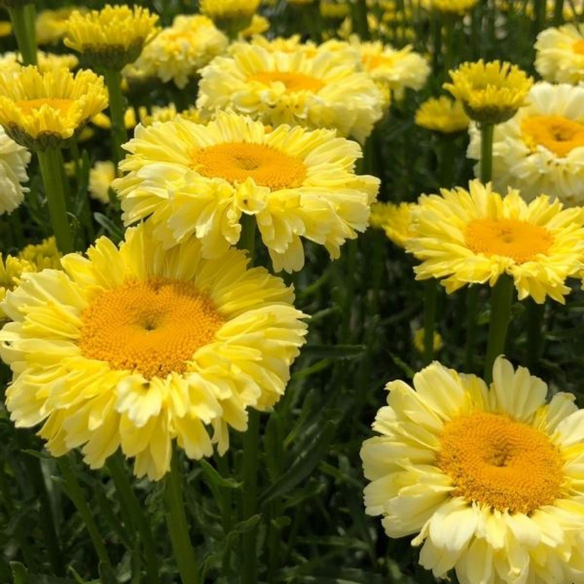 Picture of Leucanthemum x s. Realflor® 'Real Goldcup'