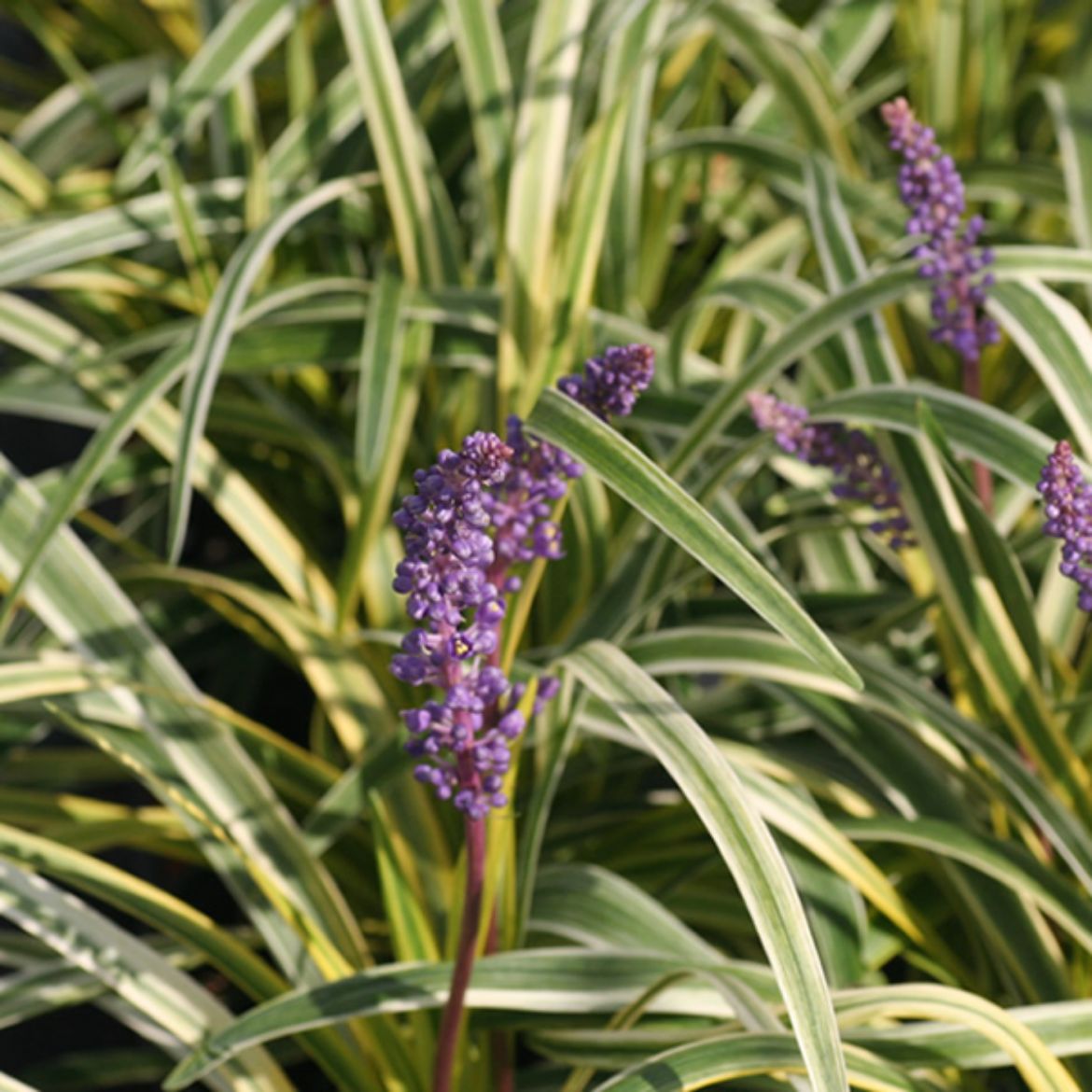 Picture of Liriope mus. 'Silvery Sunproof'