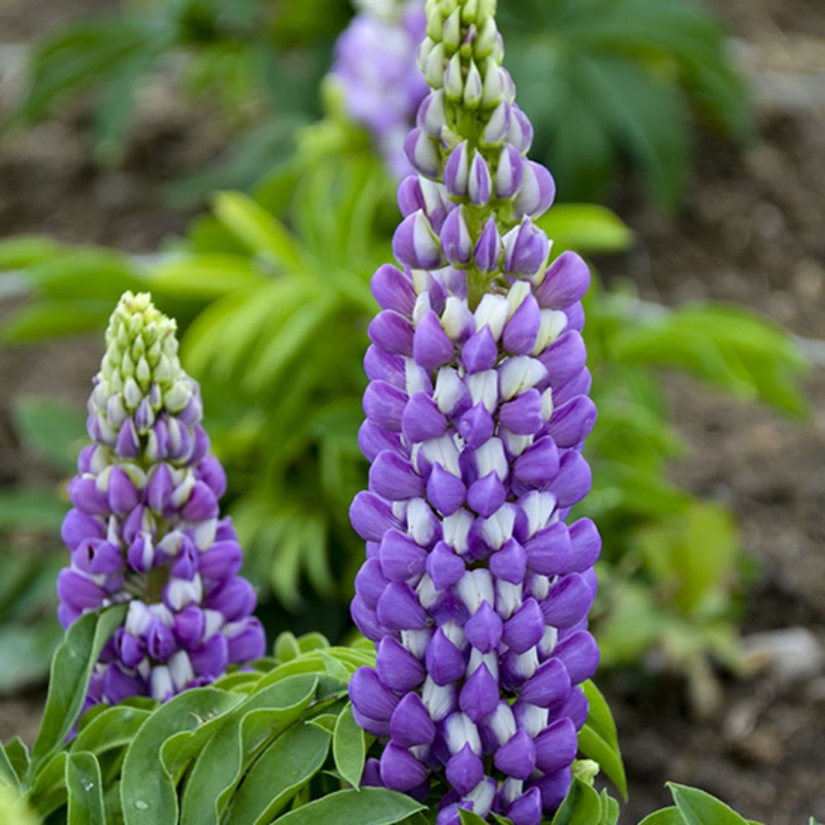 Picture of Lupinus pol. Mini Gallery™ Blue Bicolor