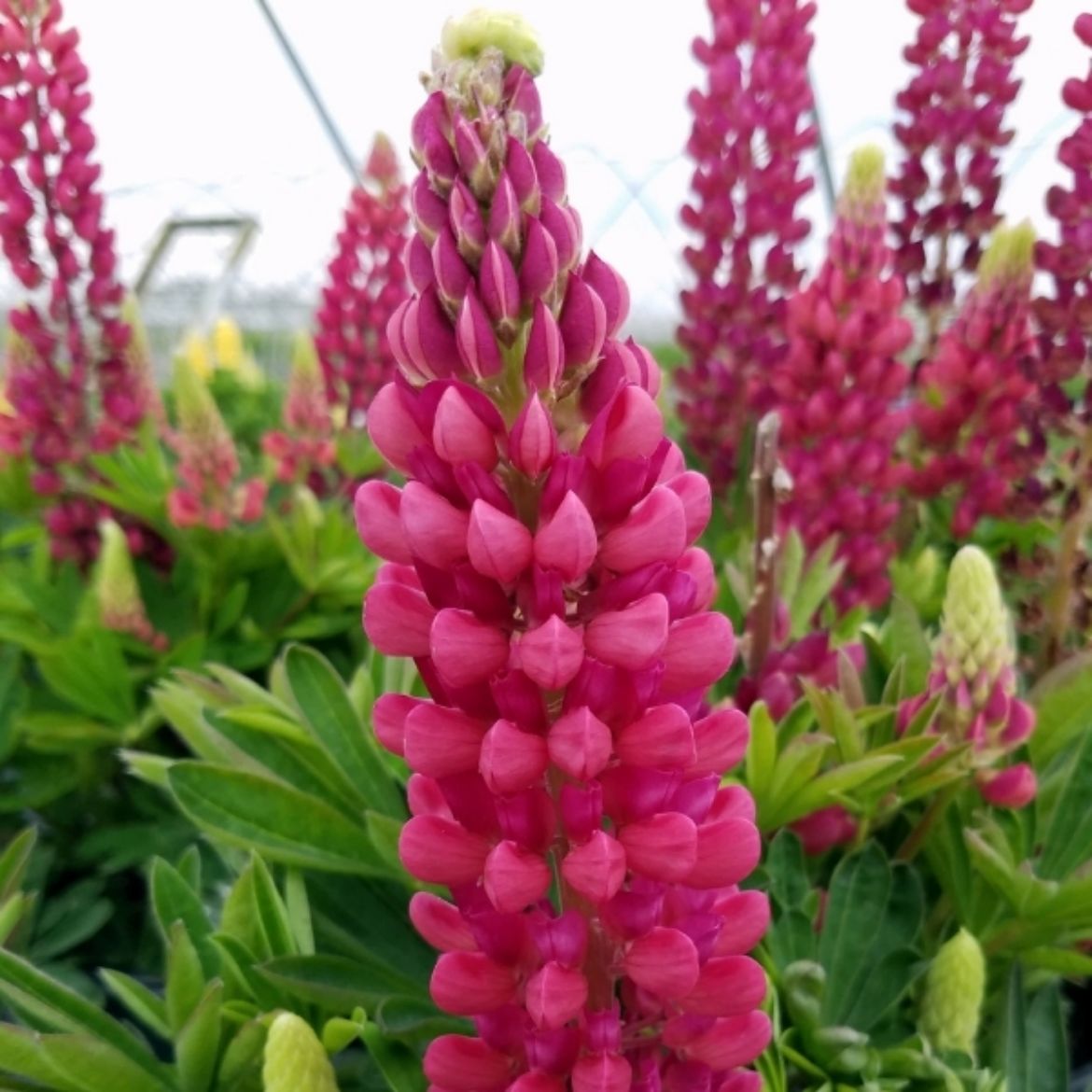 Picture of Lupinus pol. Mini Gallery™ Red