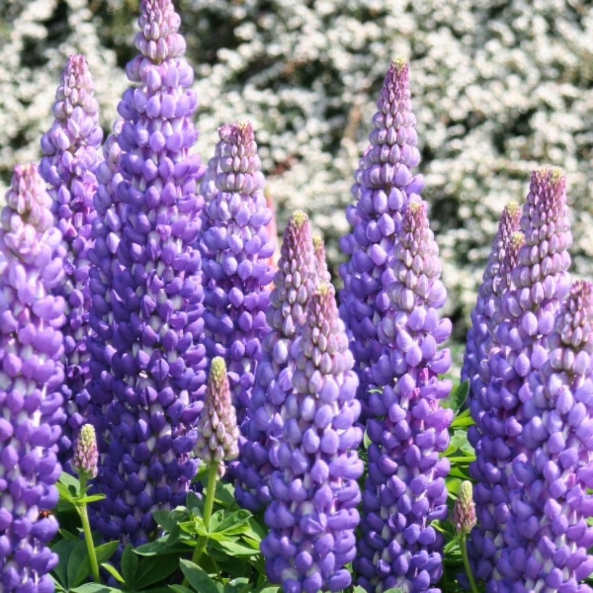 Picture of Lupinus pol. Westcountry™ 'Persian Slipper'