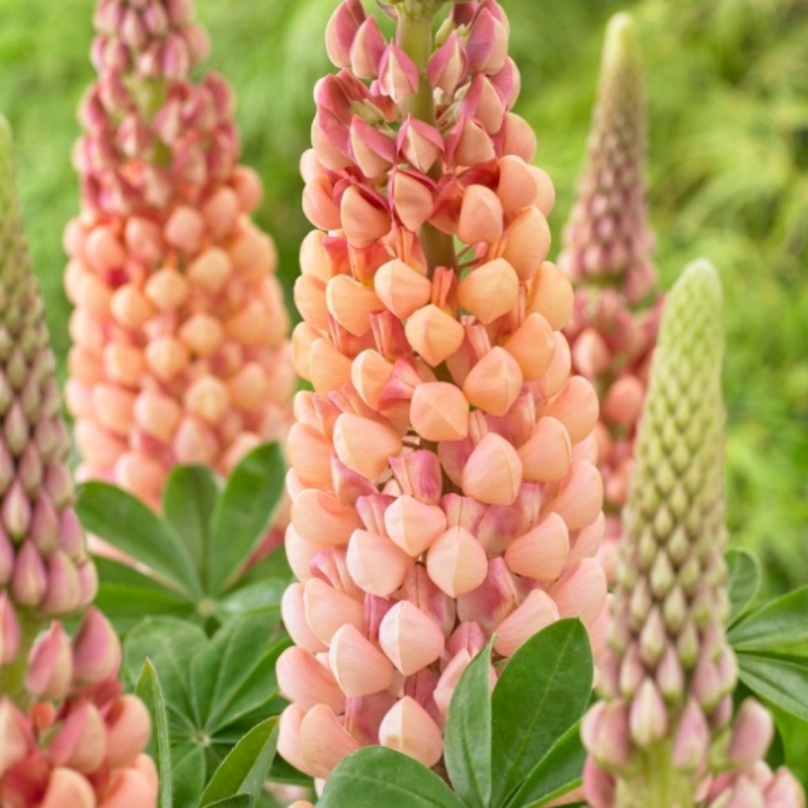 Picture of Lupinus pol. Westcountry™ 'Salmon Star'