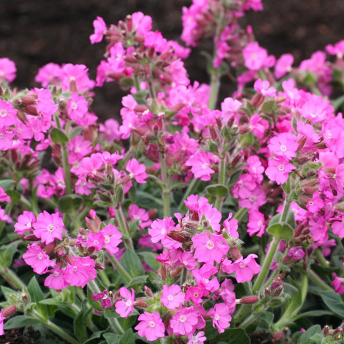 Picture of Lychnis 'Rolly's Favorite'