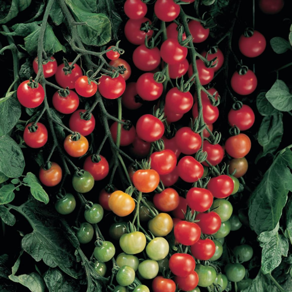 Picture of Lycopersicon (Tomato) esc. 'Supersweet 100'