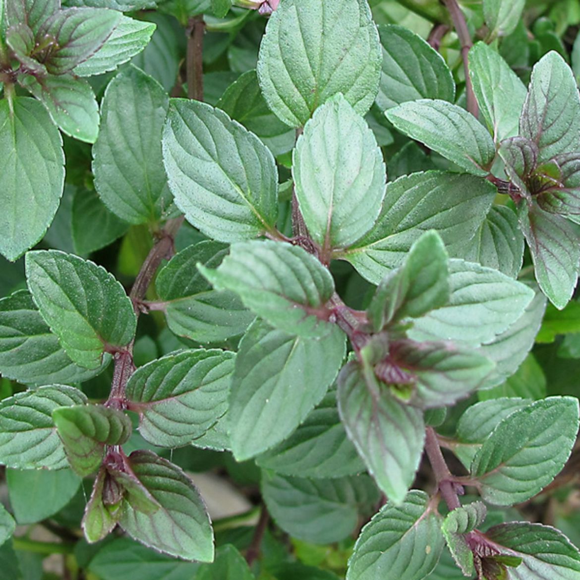 Picture of Mentha (Mint) x pip. 'Chocolate'