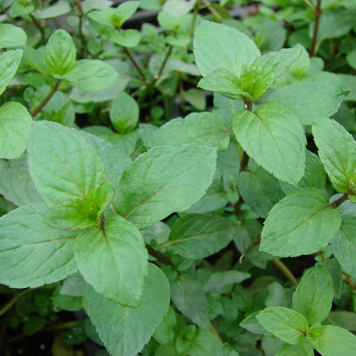 Picture of Mentha (Mint) x piperita (Peppermint)