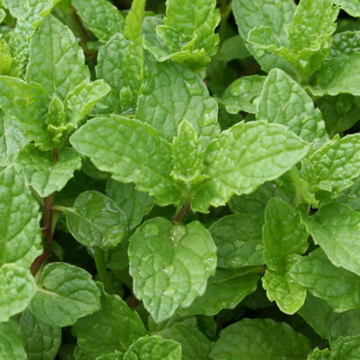 Picture of Mentha (Mint) spicata (Spearmint)