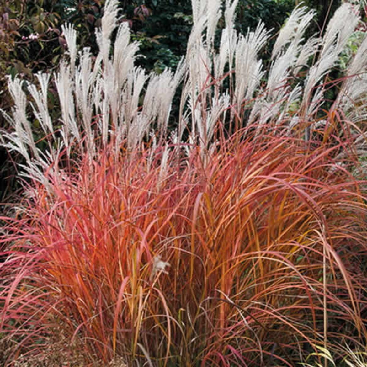 Picture of Miscanthus sin. 'Fire Dragon'