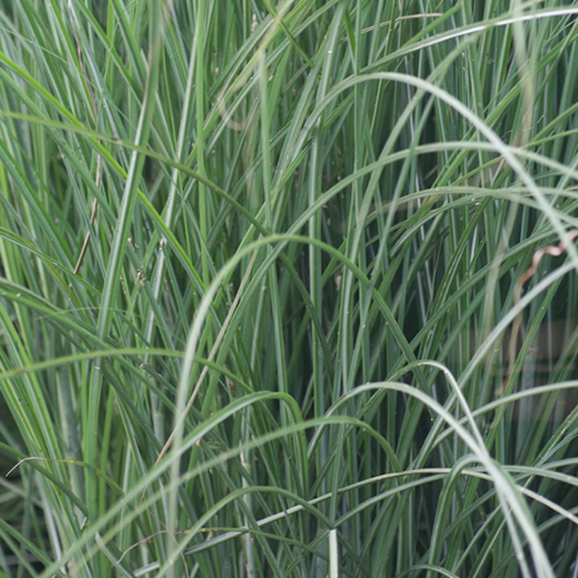 Picture of Miscanthus sin. 'Gracillimus'