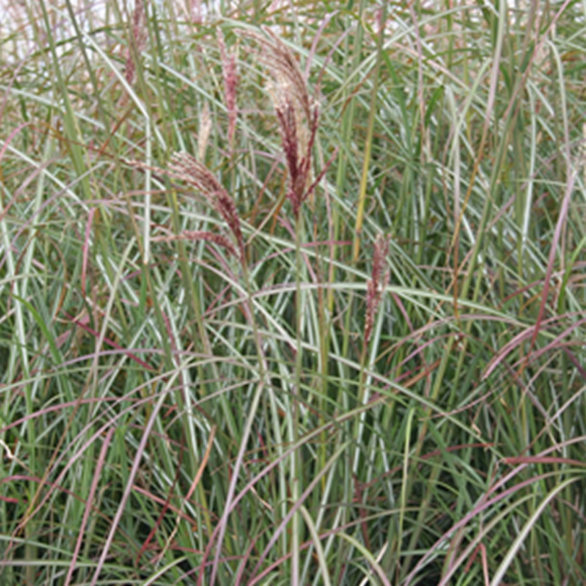 Picture of Miscanthus sin. 'Little Miss'