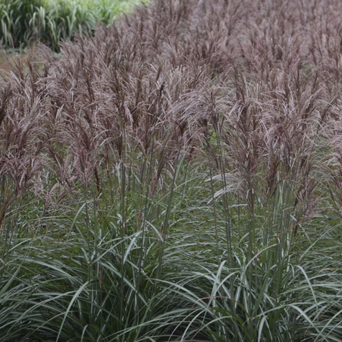 Picture of Miscanthus sin. 'Oktoberfest'