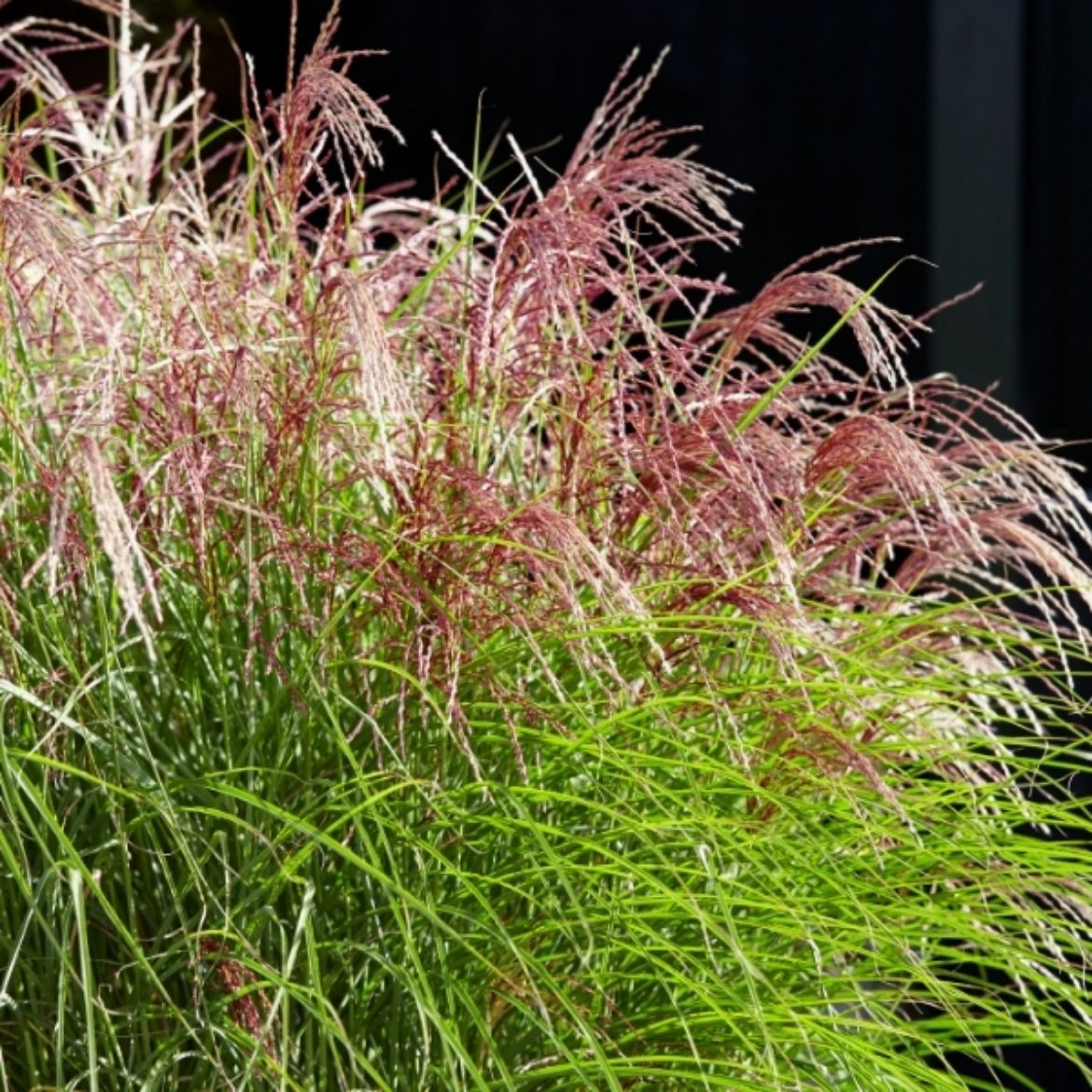 Picture of Miscanthus sin. Red Cloud®
