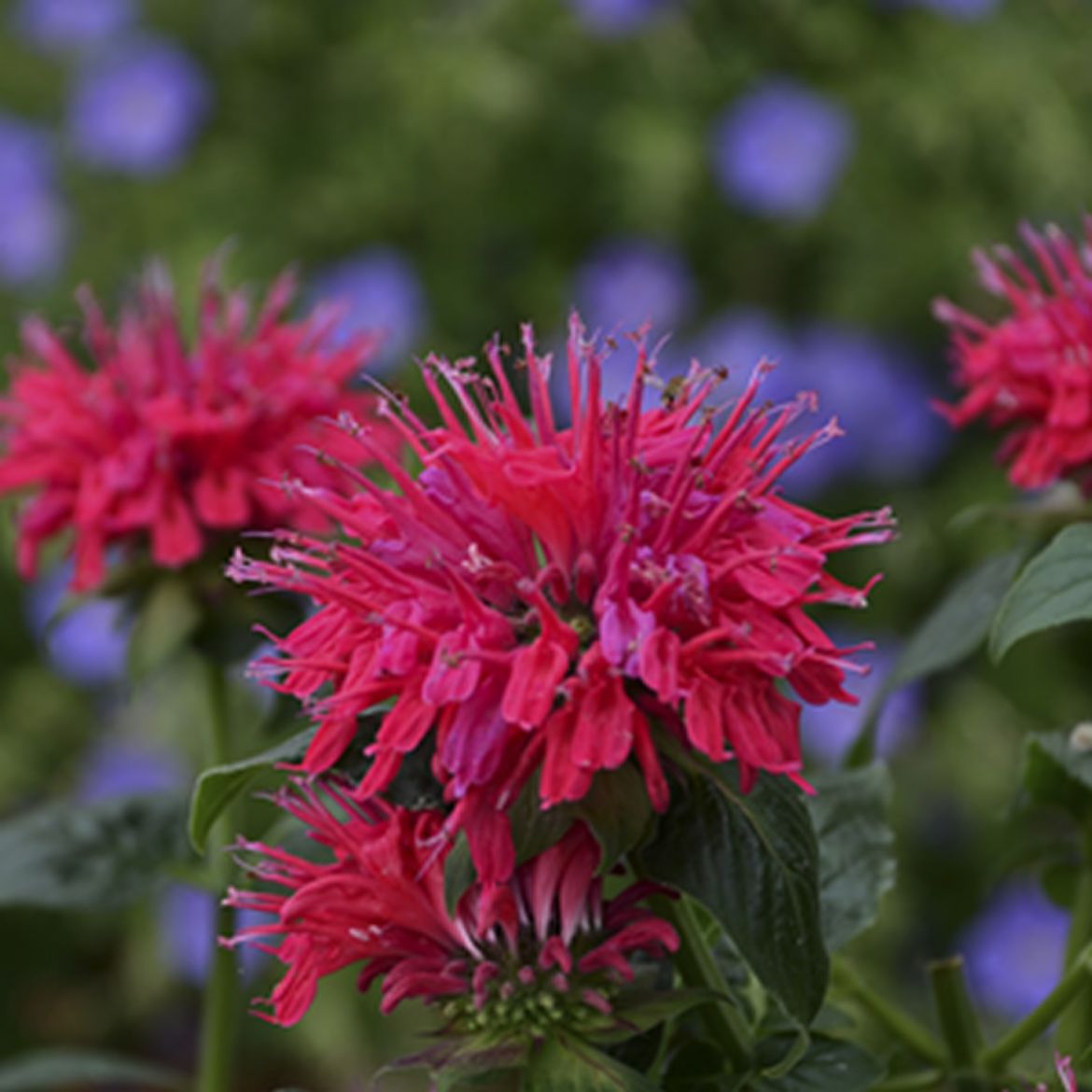 Overdevest Nurseries, LP-Monarda Sugar Buzz® 'Cherry Pops'