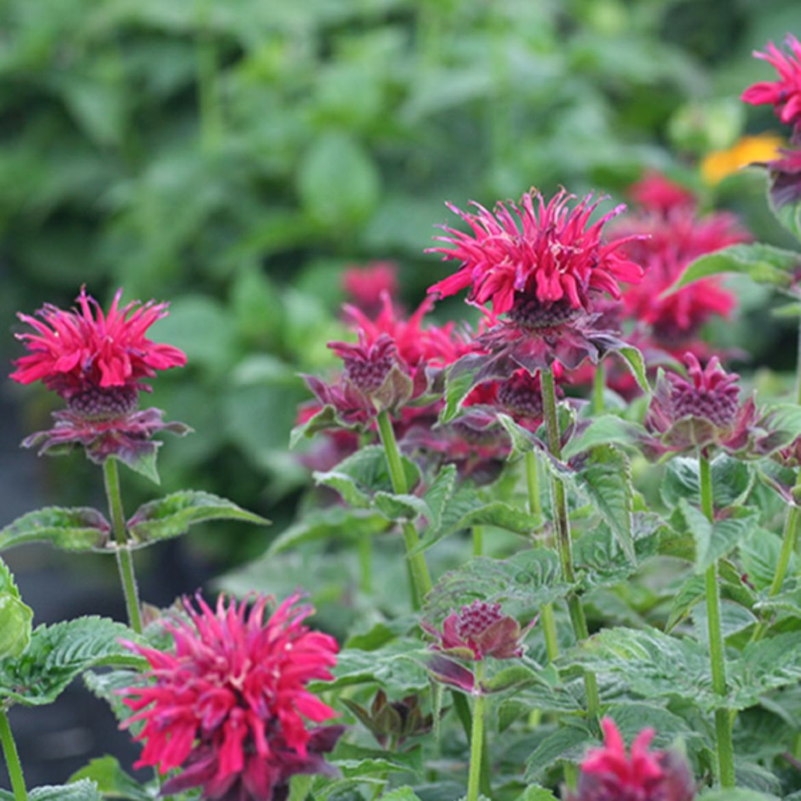 Overdevest Nurseries, LP-Monarda 'Fireball'